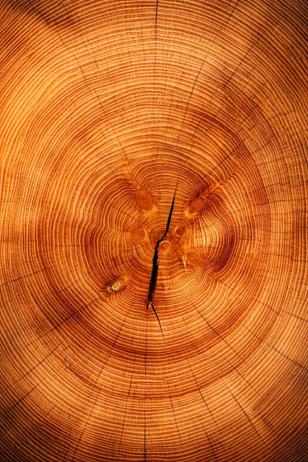 Wood grain texture